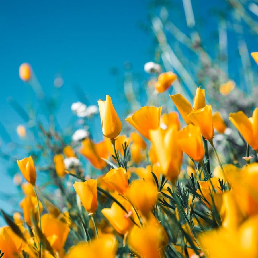Flores de Campo