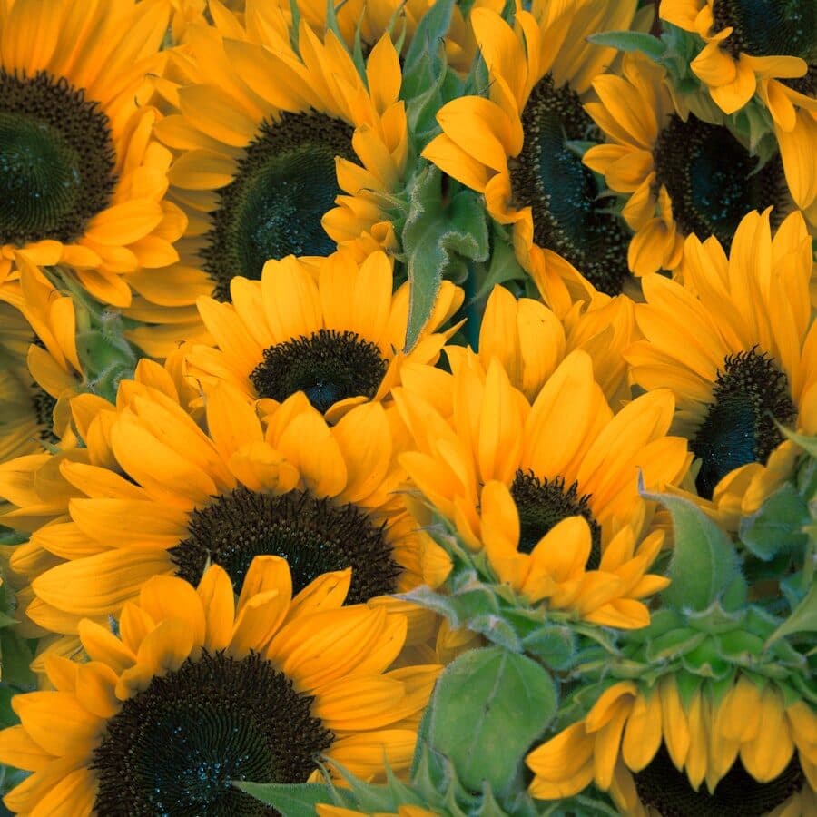 Campo de Girasoles