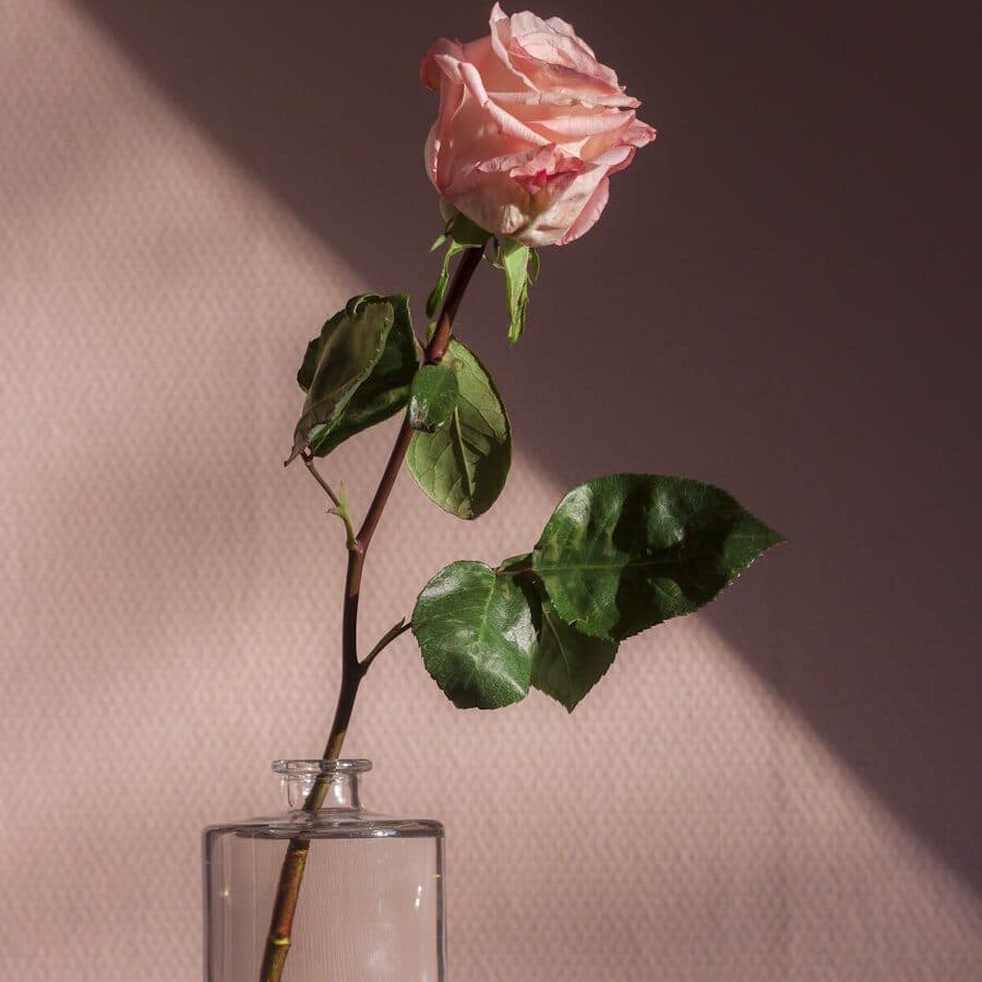 Rosa Eterna
