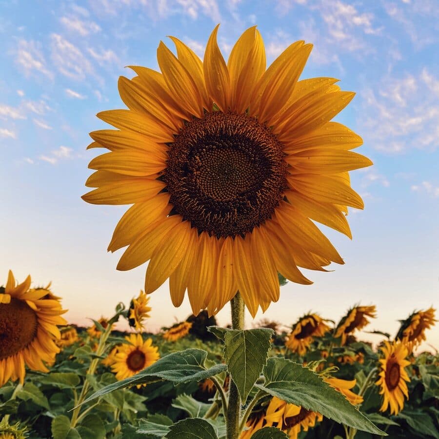 Girasoles Radiantes